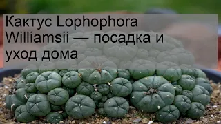 Кактус Lophophora Williamsii — посадка и уход дома