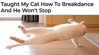 Hilarious Cat Memes