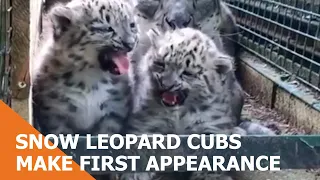 Snow Leopard Cubs Make Their First Appearance