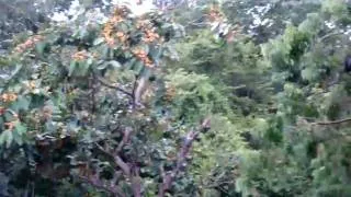Howler Monkey Baby in Costa Rica