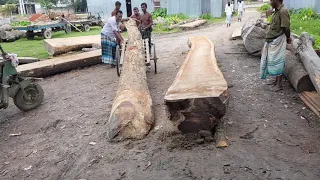 Very Dangerous to Maintain These Teak Wood for Cutting।Sawmill Cutting Huge Log Very Dangerous Way