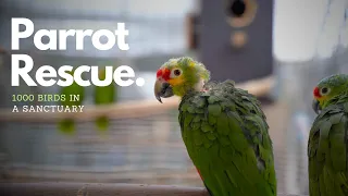 The biggest Parrot Sanctuary in Belgium - A Parrot Haven? The Shocking Truth Behind the Feathers