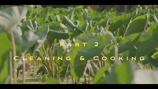 Harvesting Taro [Kalo] - The Hawaiian Way -  Cleaning & Cooking Taro [Kalo]