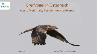 Online-Vortrag: Greifvögel in Österreich – Arten, Merkmale, Bestimmungsprobleme