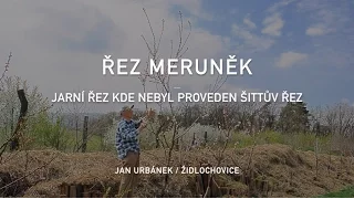 Řez meruněk - jarní řez bez Šittova řezu (4. díl)