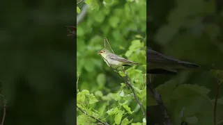 Пересмешка зеленая #голосаптиц