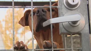 Long Beach animal shelter at critical capacity