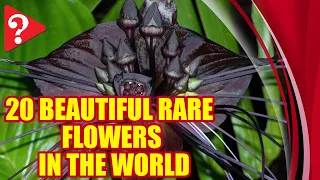 20 Beautiful Rare Flowers in the world