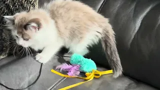 Super Sweet Meets Super Spunky RagaMuffin Kitten