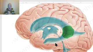 Anatomy of CNS Module in Arabic 2024 (Lateral Ventricle), by Dr. Wahdan.