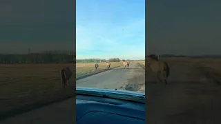 Wild horses in Naliboki forest #shorts