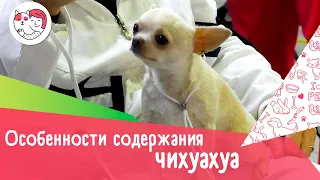 5 особенностей содержания чихуахуа