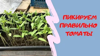 ТОМАТЫ Высокорослые  первая  пикировка ПОДРОБНО мой опыт.