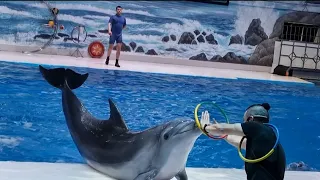 Dolphin show in Dubai🐬 || Dolphin and Seal show Dubai🦭||