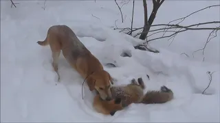 Хороший лис и Баян вл. Шамгин А.Ю.