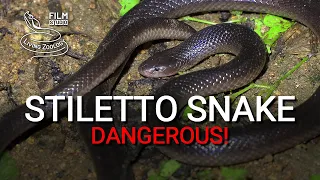 Stiletto snake (burrowing asp) - dangerous venomous snake with long fangs