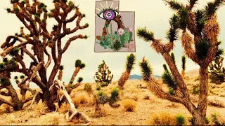 The MAGICAL Mojave Desert Plants of Southern Utah | Joshua Tree National Conservation Area