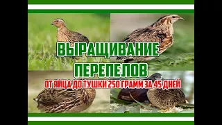 Выращивание перепелов / От яйца до тушки 250 грамм за 45 дней