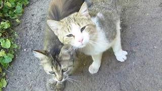 Cats cuddle each other again