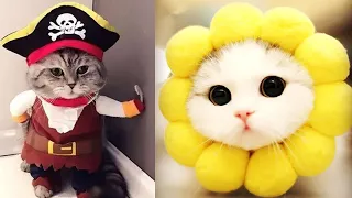 Baby Cats - Cute and Funny Cat Videos pets Compilation #25 | CC Animals