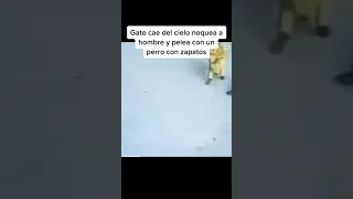 Gato cae del cielo noquea a un hombre y pelea con un perro con zapatos XD