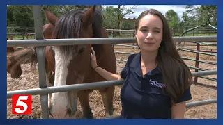 Volunteers help rescue horses after stable hit by tornado