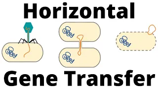 Transformation, Transduction and Conjugation (Horizontal Gene Transfer in Bacteria)
