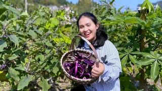 10 eggplant trees that have been eaten for half a year and are still fresh and tender