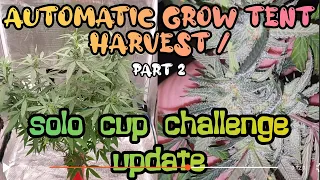 Harvest Day PART2!!!  Automatic Grow Tent / Solo Cup Challenge update  #Marshydro #FC3000 #FC-E8000