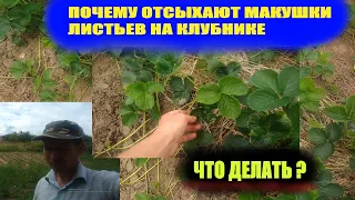 Чего не хватает клубнике.Дефицит кальция