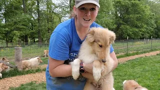 Pupdate! Collie Puppies available! AKC puppies in Tennessee.