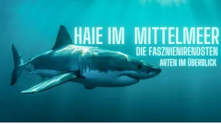 Haie im Mittelmeer welche gibt es (Doku)