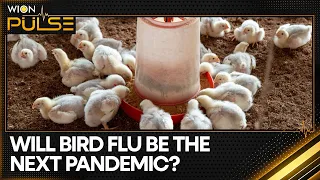 Bird Flu circulation among cows in at least 9 US states | WION Pulse