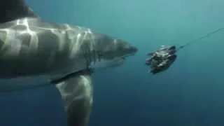 L’ ILE des GRANDS REQUINS BLANCS du PACIFIQUE-NORD / Chapitre 1