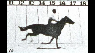 Eadweard Muybridge's Horse In Motion