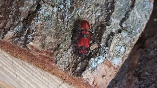 Pyrrhidium sanguineum laying eggs i oak wood. 2. video.