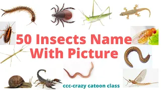 50 Insects Name with Picture.Insects Name in English.Know the Insects.Learning Videos.Name of Insect