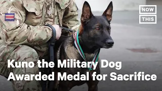 Military Dog Who Lost a Paw In Battle Receives Medal | NowThis