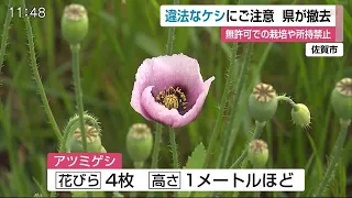 見つけたら通報を 麻薬の原料「ケシ」に注意【佐賀県】 (21/04/22 11:52)