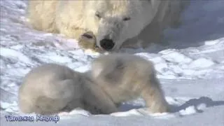 Где-то на белом свете - Аида Ведищева