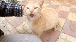 A stray pregnant ginger cat doesn't follow me for food but for lots of love.
