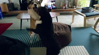 French Bulldog vs Corgi 2