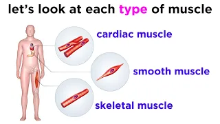 Types of Tissue Part 3: Muscle Tissue