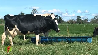 Mejoramiento Genético en Ganado lechero - TvAgro por Juan Gonzalo Angel