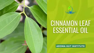 Unlocking the Mysteries of Cinnamon Leaf Essential Oil