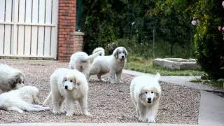 Montagne des Pyrénées : les chiots à 13 semaines