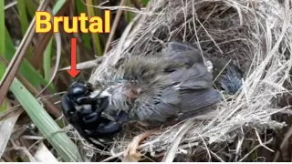 the first time in the world, baby birds were disturbed by wood-boring beetles. bird eps 141