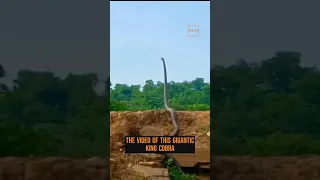 The video of this huge king cobra standing as tall as a human proves the dangers of facing it.