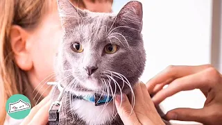 Therapy Cat is on a Mission to Heal People with His Purrs