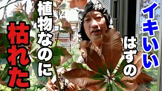 オニちゃんとこで買ってきた植物が枯れました。。。【園芸超人カーメン君】超人的植え方